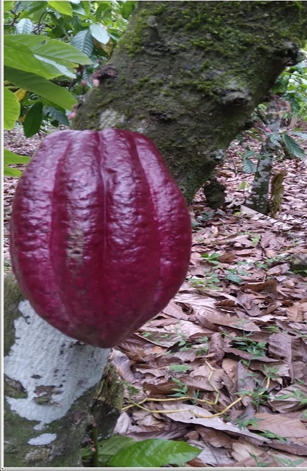 ULTIMA REBAJA en Finca de CACAO en PRODUCCION 112 tareas en El Valle d Foto 7315669-5.jpg