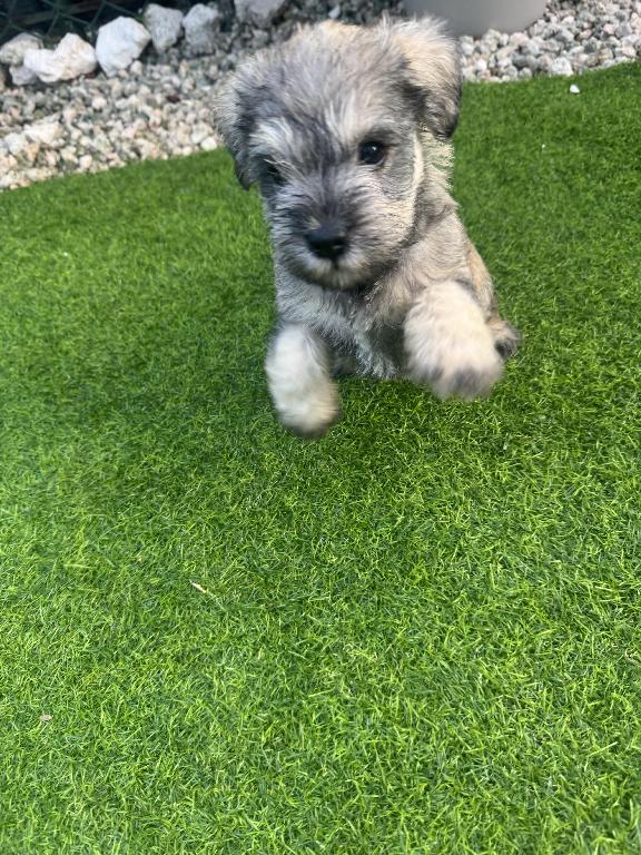 ???? Hermosos cachorros Schnauzer miniatura en venta! ???? Foto 7315707-1.jpg