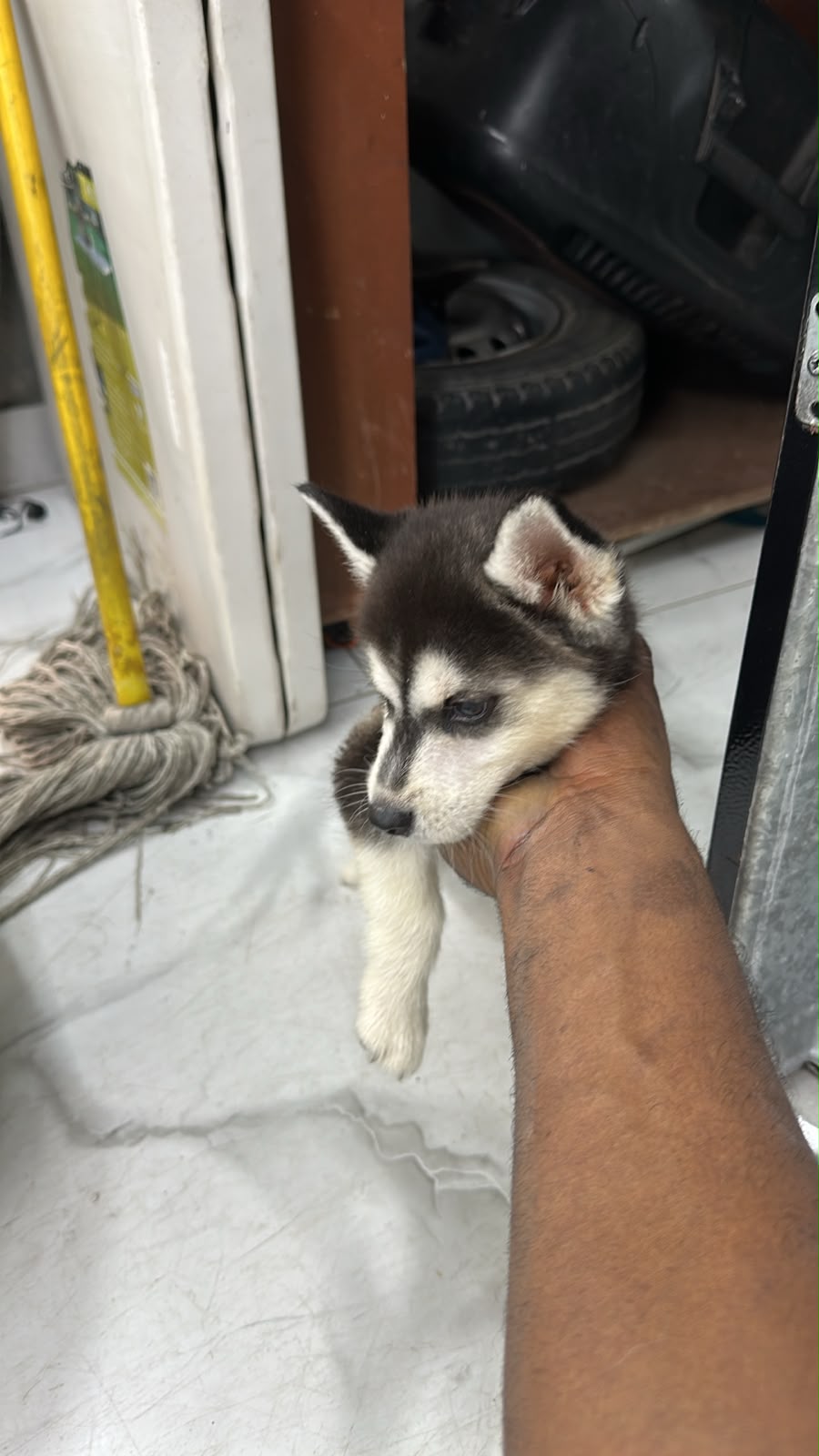OFERTA CACHORRO HUSKY HEMBRA EN SANTO DOMINGO Y VACUNA AL DIA  Foto 7315767-1.jpg
