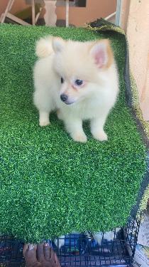 OFERTA CACHORRO POMERANIA AMBOS SEXO EN SANTO DOMINGO Y VACUNADA Foto 7315817-1.jpg