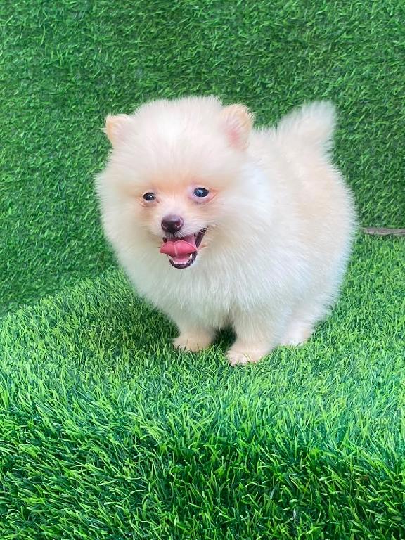 Pomerania Macho  Foto 7315824-1.jpg