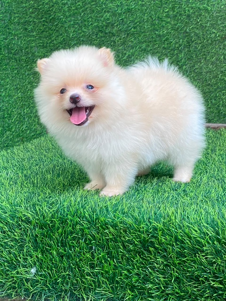Pomerania Macho  Foto 7315824-2.jpg