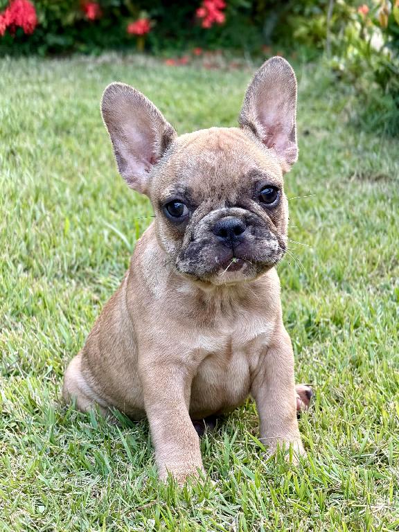 Bulldog Frances Ambos Sexos  Foto 7315828-1.jpg