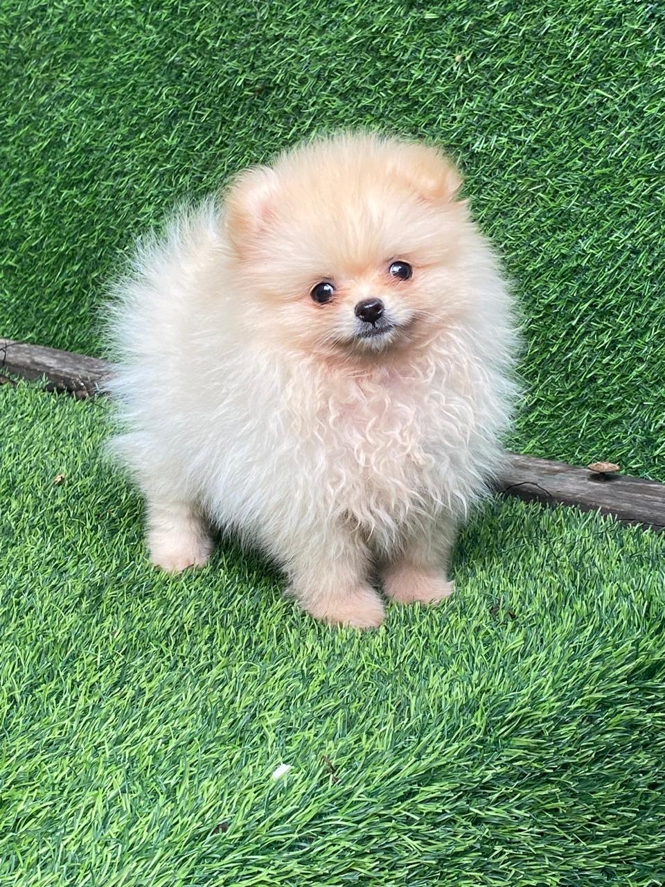 Pomerania calidad Cara de Oso Hembra  Foto 7315829-2.jpg