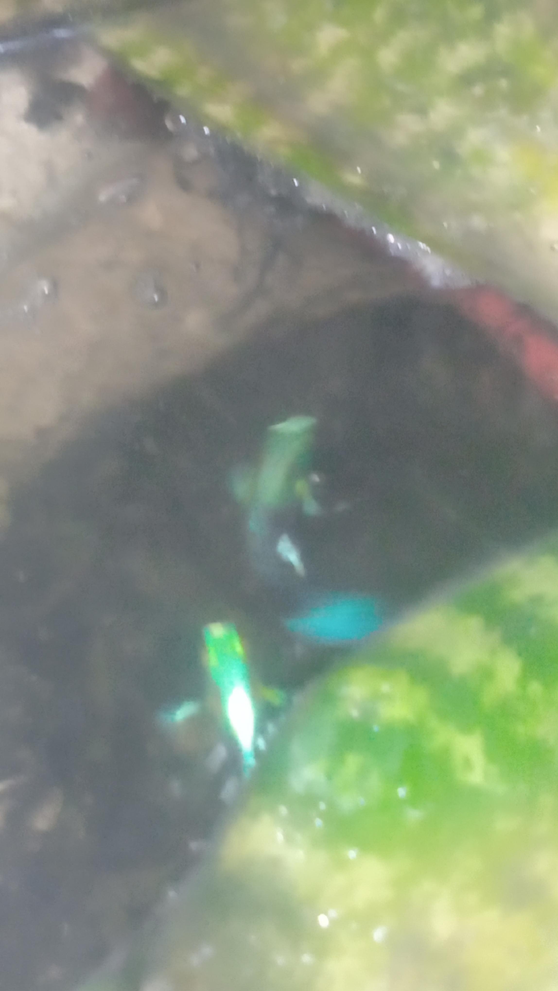 Peces Guppies de colores  Foto 7315844-2.jpg