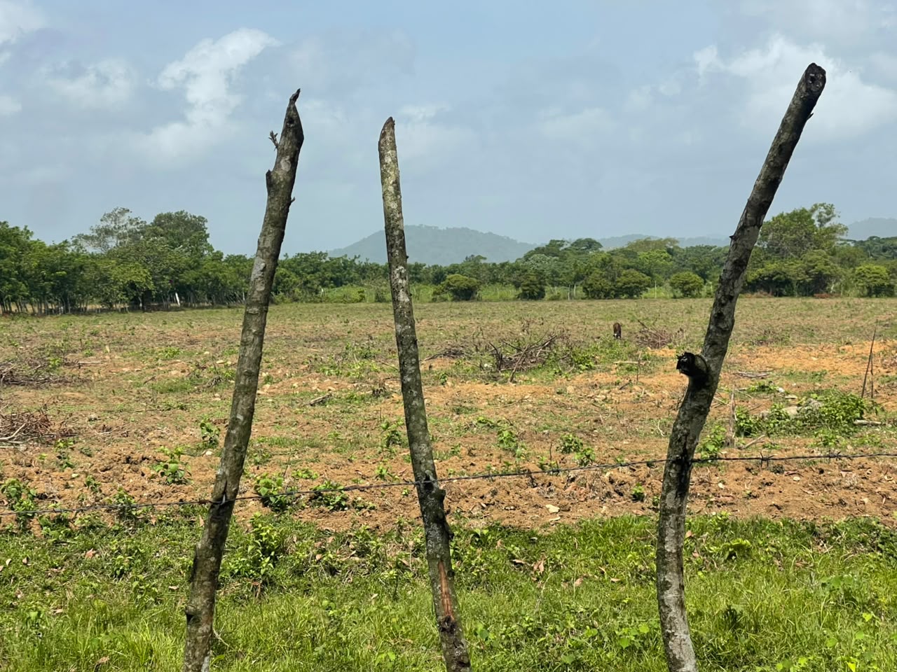Vendo Finca GANADERA – AGRICOLA de 50 tareas en DON JUAN MONTE PLATA Foto 7316001-5.jpg