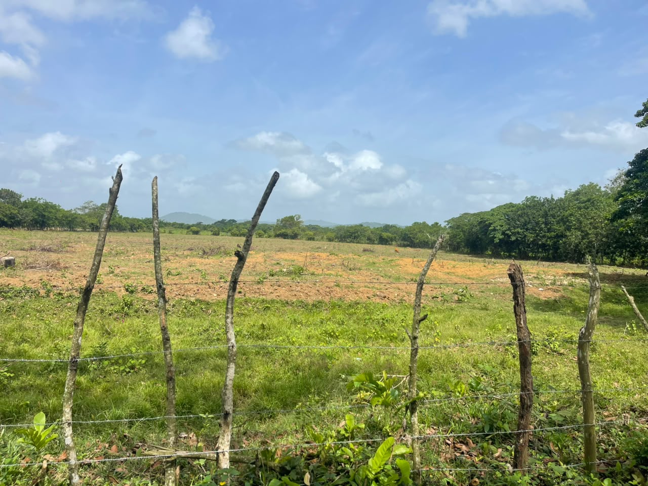 Vendo Finca GANADERA – AGRICOLA de 50 tareas en DON JUAN MONTE PLATA Foto 7316001-6.jpg