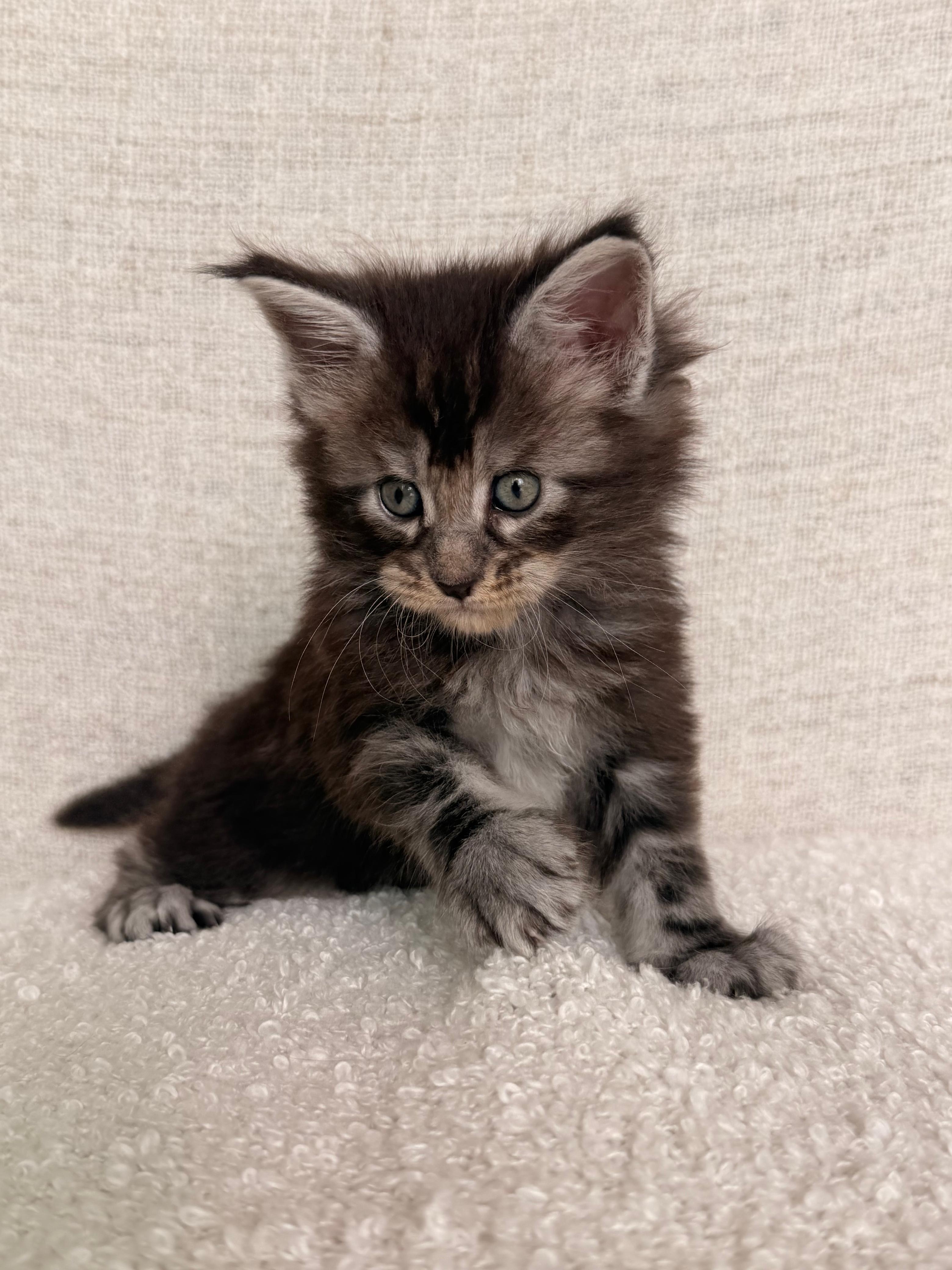 Maine Coon Ambos Sexos  Foto 7316081-4.jpg