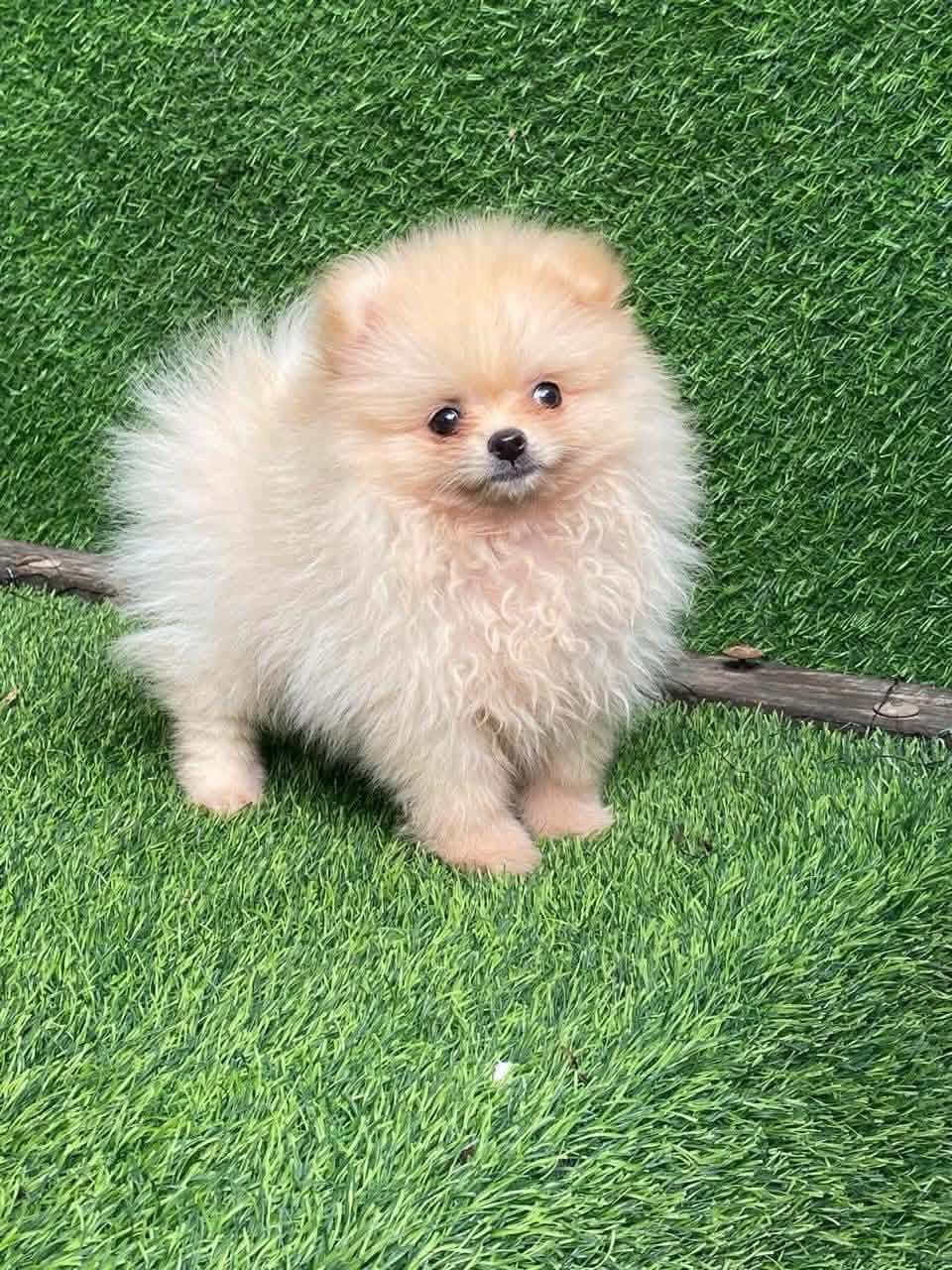 Pomerania hembra y machos Foto 7316107-2.jpg