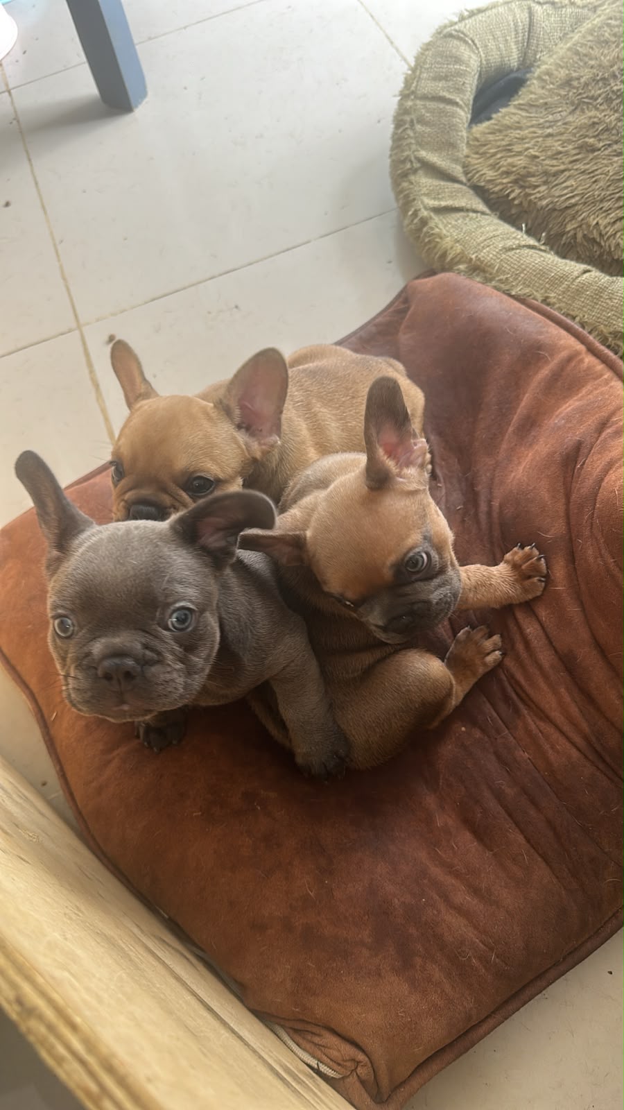 OFERTA CACHORRO BULLDOG FRANCES MACHO EN UBICADO EN SANTO DOMINGO Y TI Foto 7316161-1.jpg
