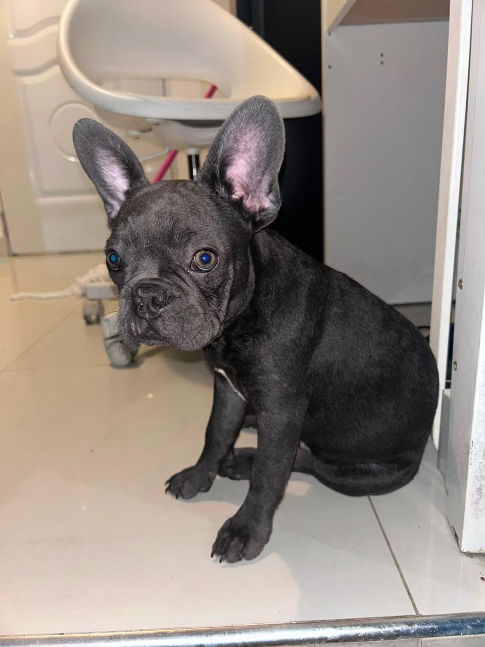 OFERTA CACHORRO BULLDOG FRANCES MACHO 5 MESES EDAD PARA VIAJE EN UBICA Foto 7316166-1.jpg