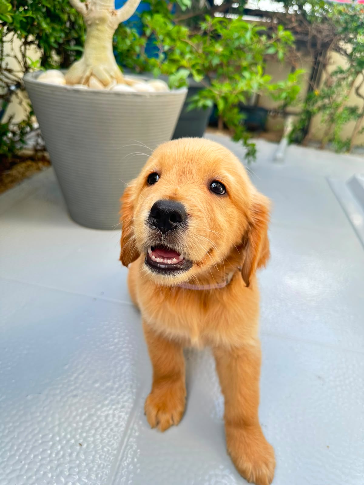 OFERTA CACHORRO GOLDEN RETRIEVER AMBOS SEXO EN SANTO DOMINGO VACUNADOS Foto 7316167-1.jpg