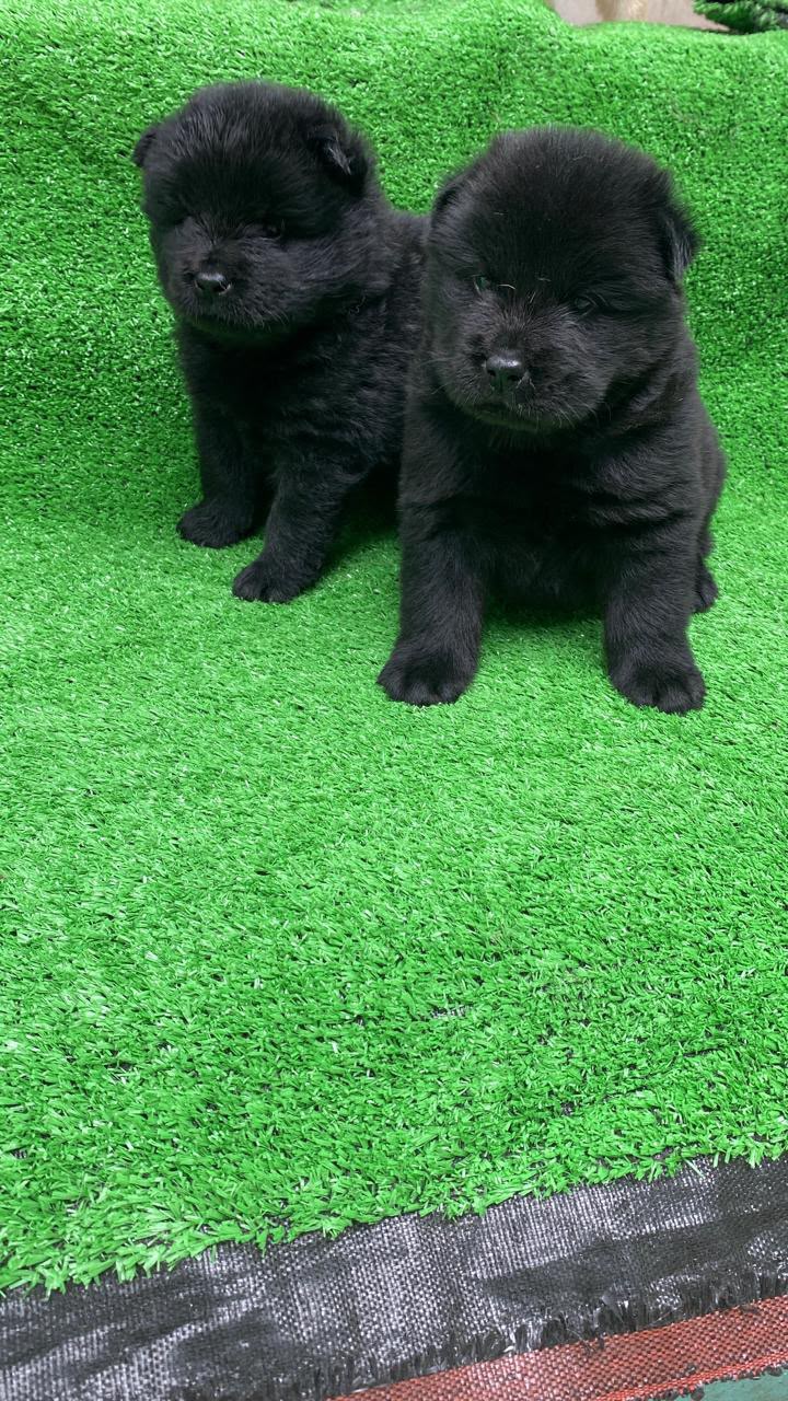 OFERTA CACHORRO CHOW CHOW AMBOS SEXO EN SANTO DOMINGO Y VACUNA AL DIA  Foto 7316172-2.jpg