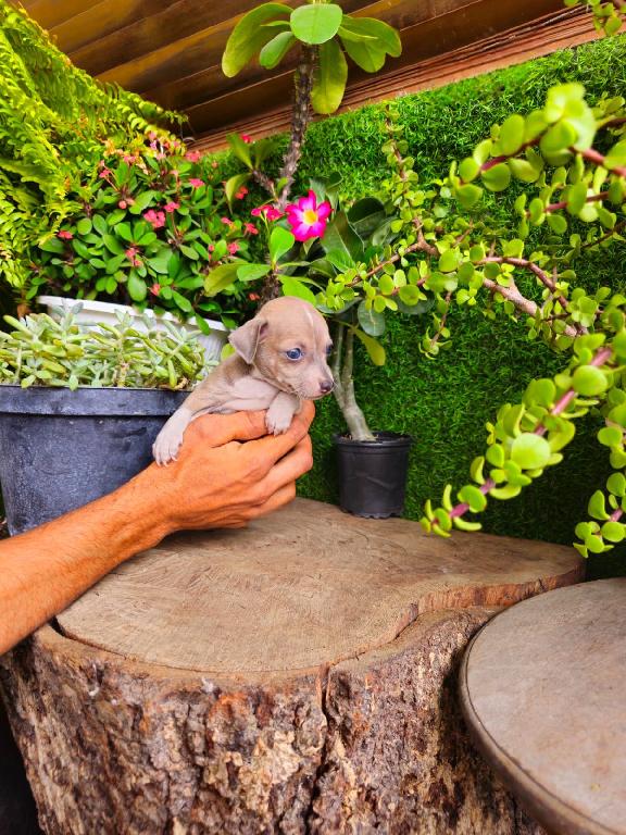 OFERTA CACHORRO CHIHUAHUA TOY MACHO EN SANTO DOMINGO Y VACUNA AL DIA  Foto 7316175-1.jpg