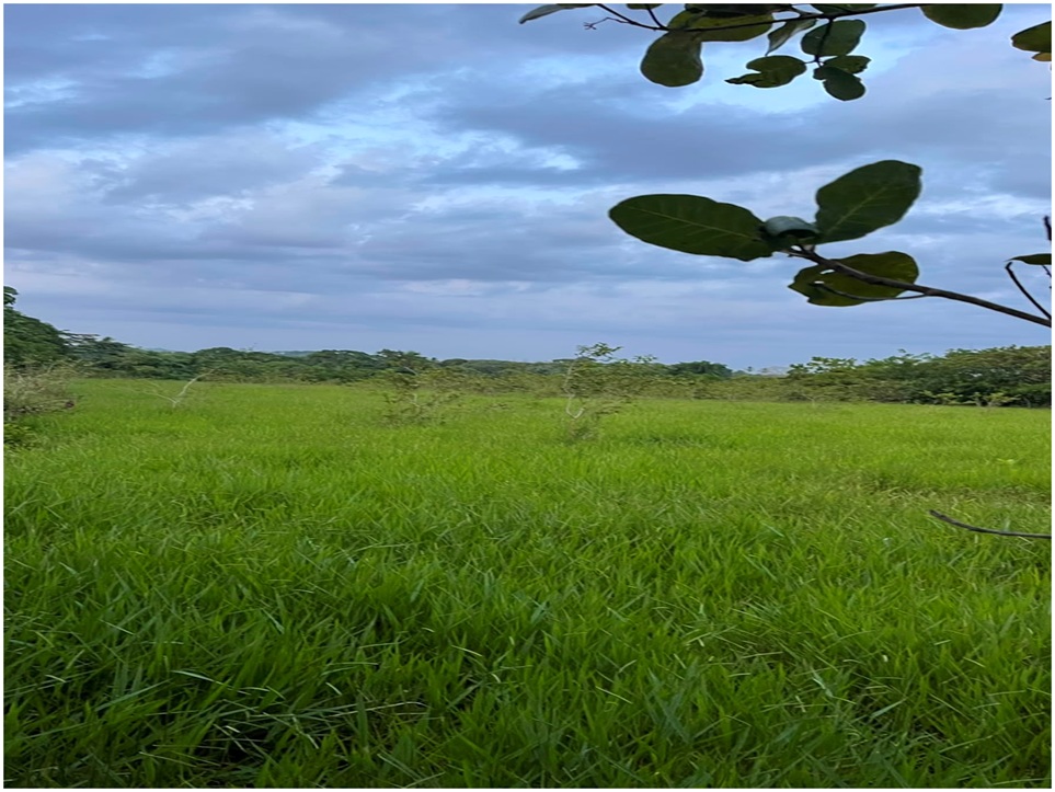 Vendo Finca GANADERA – AGRICOLA de 35 tareas dentro del DEAN MONTE PLA Foto 7316179-4.jpg