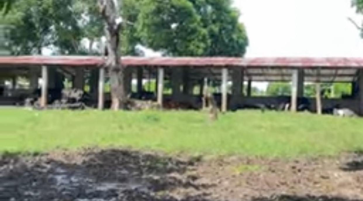 Vendo SUPER Finca Ganadera y Agrícola 300 Tareas en Don Juan Monte Pla Foto 7316180-2.jpg