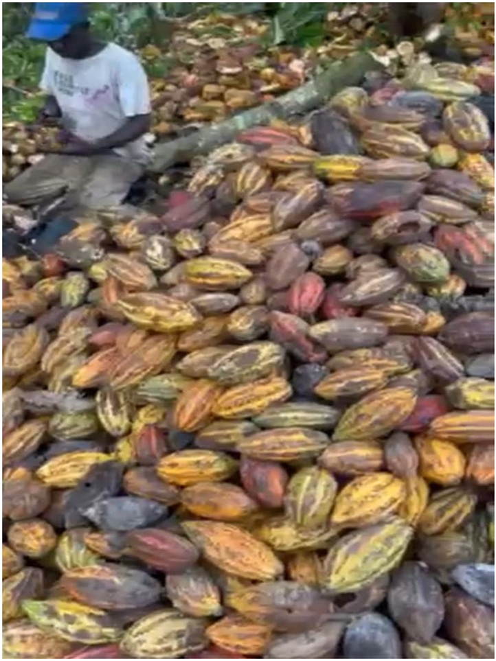 Vendo Finca de 3700 tareas CON PROYECTO CACAO EN SABANA DE LA MAR Caca Foto 7316182-2.jpg