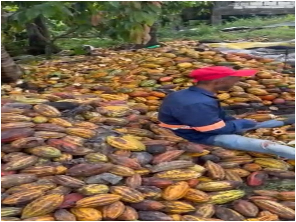 Vendo Finca de 3700 tareas CON PROYECTO CACAO EN SABANA DE LA MAR Caca Foto 7316182-4.jpg