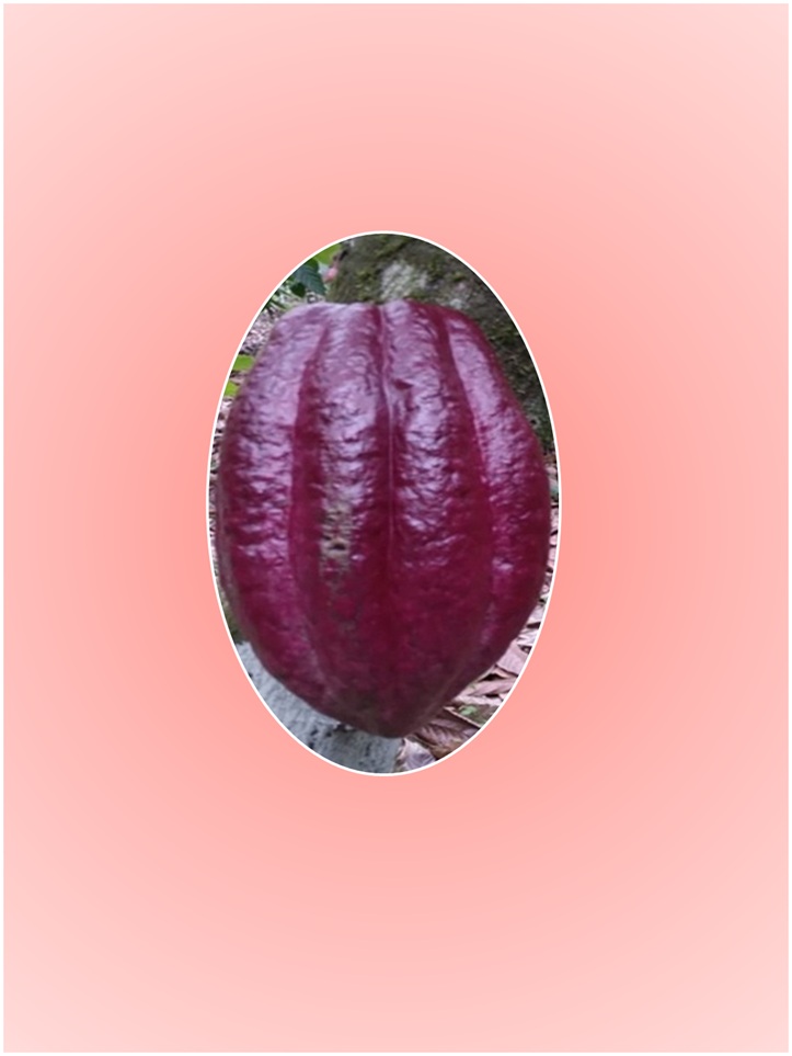ULTIMA REBAJA en Finca de CACAO en PRODUCCION 112 tareas en El Valle d Foto 7316183-10.jpg