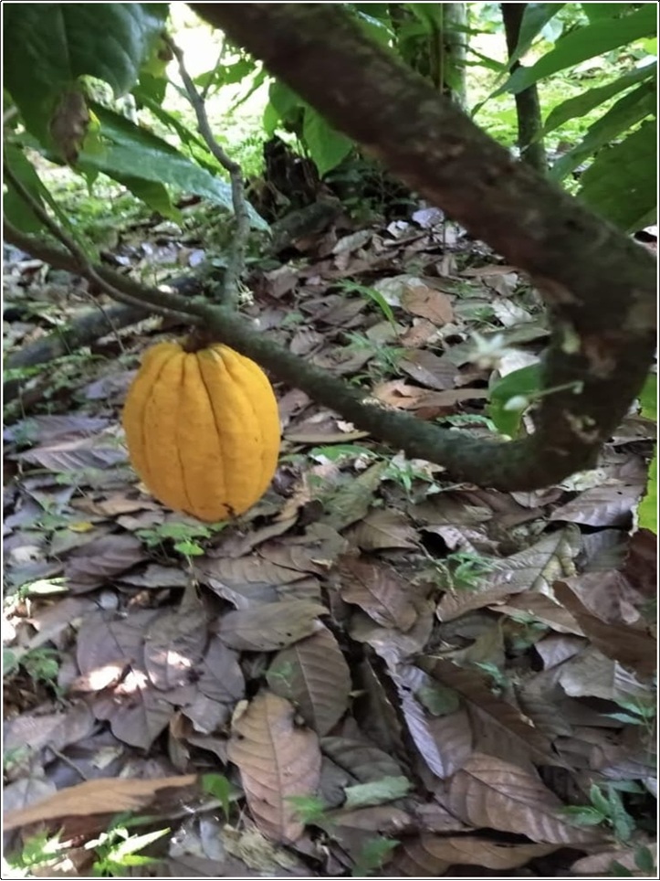 ULTIMA REBAJA en Finca de CACAO en PRODUCCION 112 tareas en El Valle d Foto 7316183-3.jpg