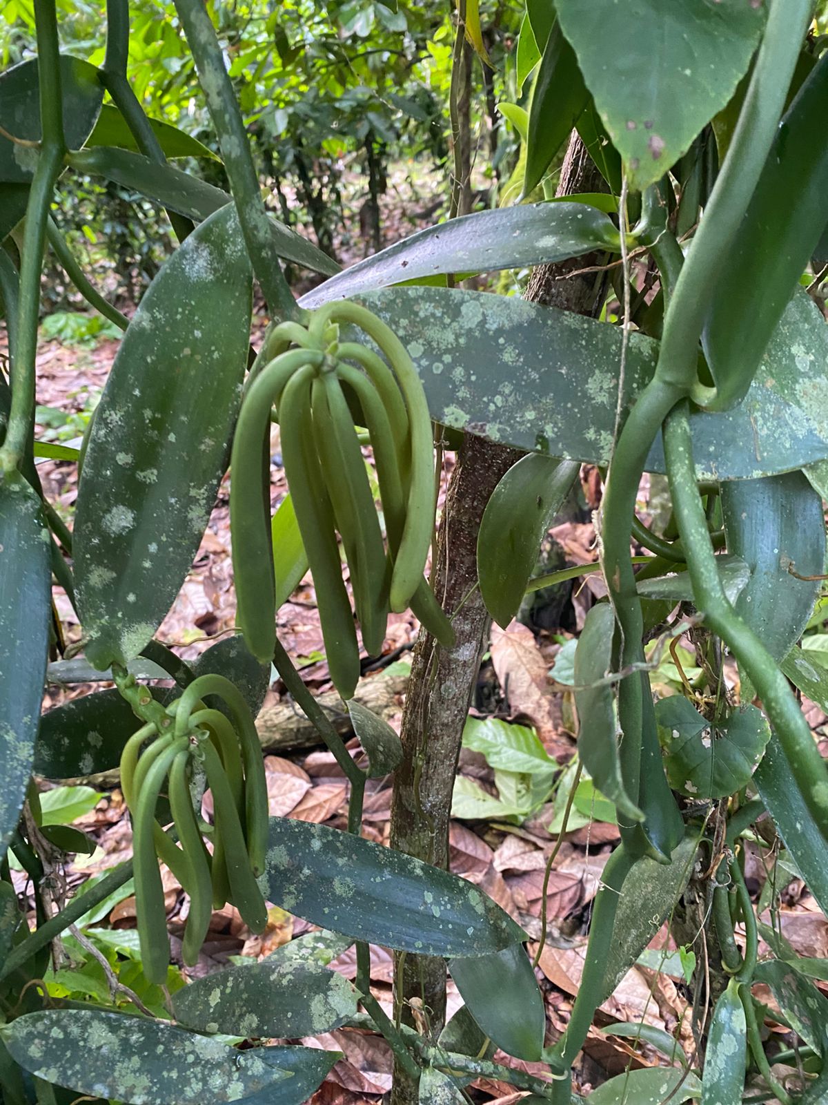 ULTIMA REBAJA en Finca de CACAO en PRODUCCION 112 tareas en El Valle d Foto 7316183-7.jpg