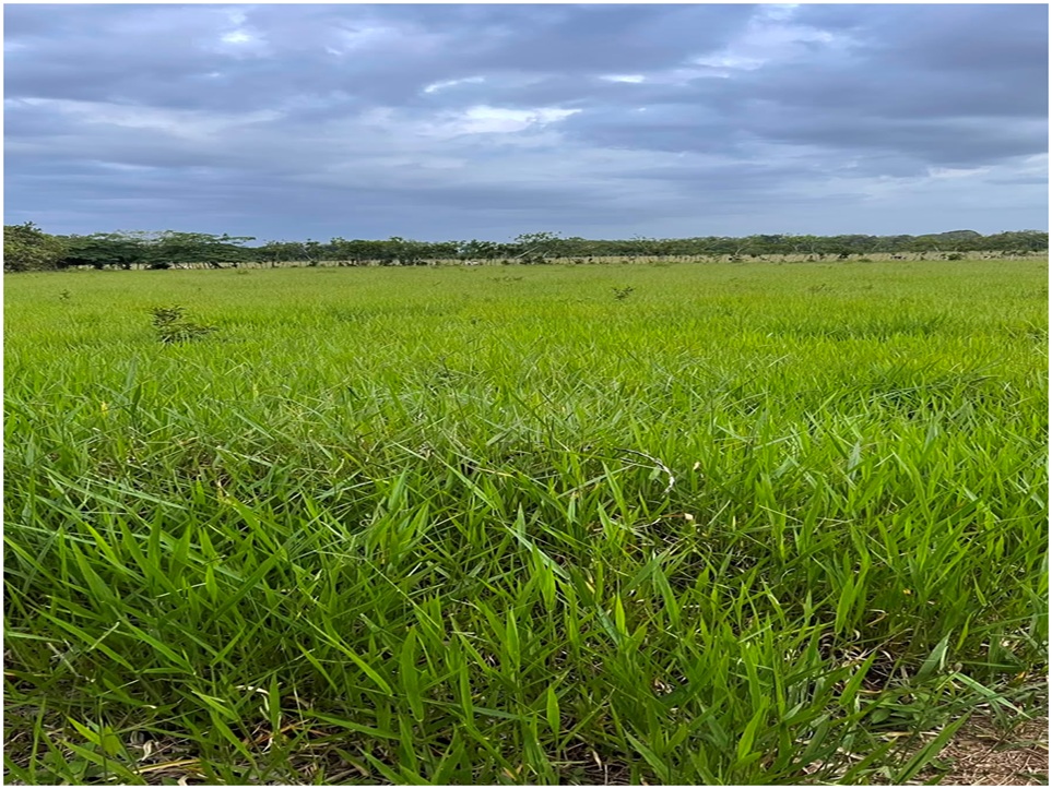 Vendo Finca GANADERA – AGRICOLA de 22 tareas dentro del DEAN MONTE PLA Foto 7316184-2.jpg