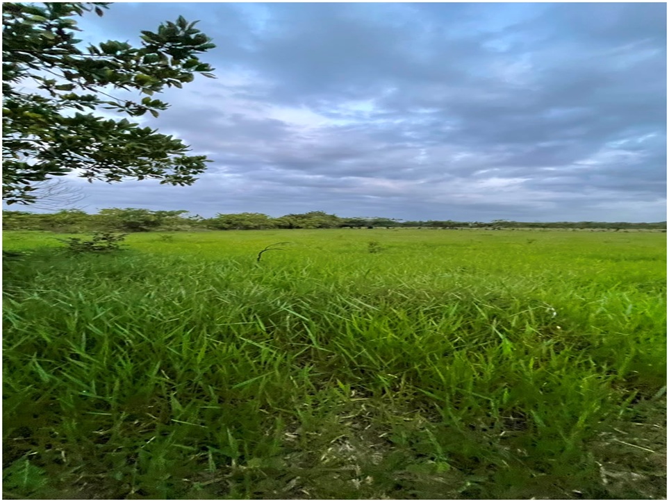 Vendo Finca GANADERA – AGRICOLA de 22 tareas dentro del DEAN MONTE PLA Foto 7316184-7.jpg