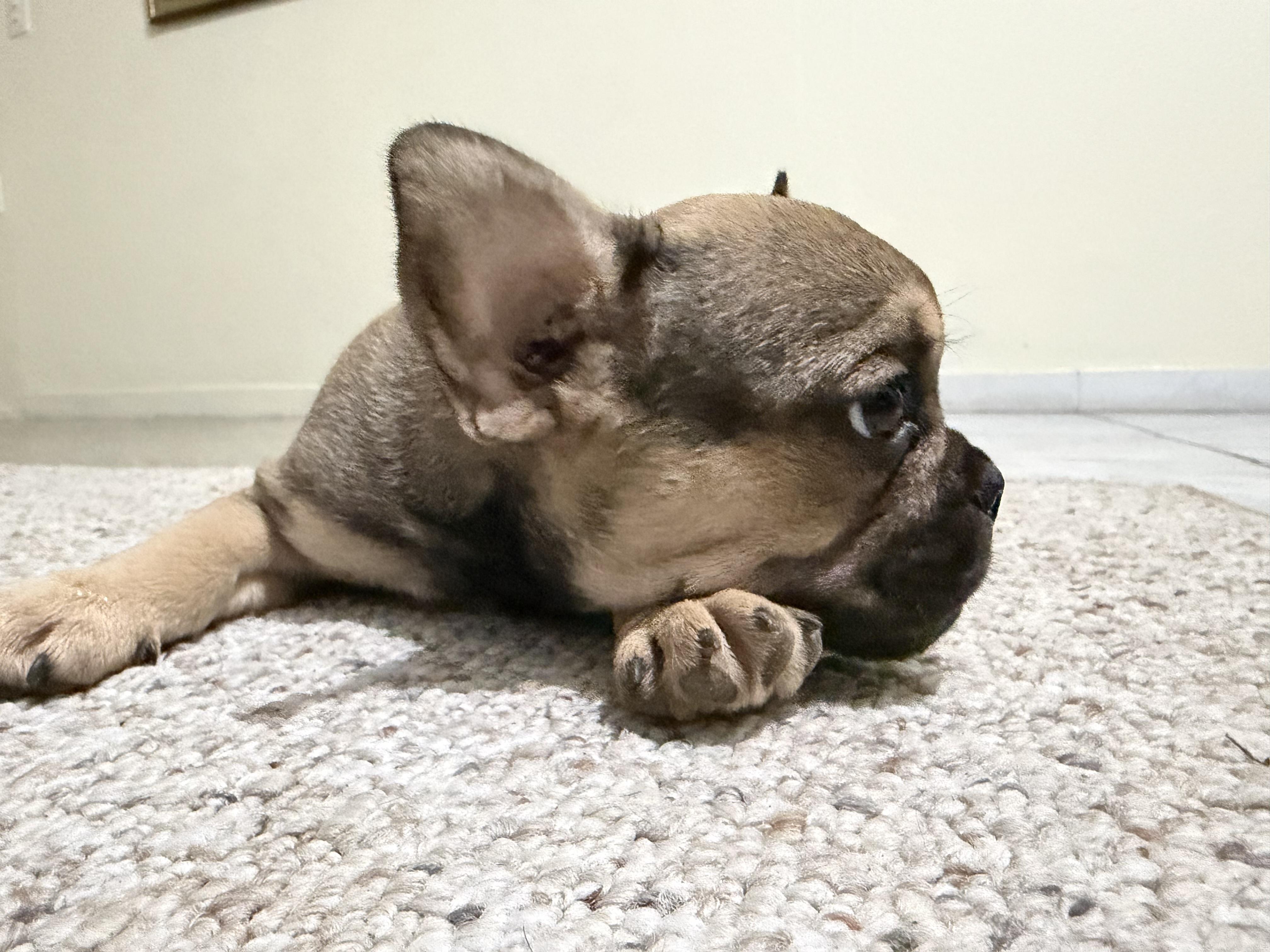 Hermoso Bulldog Francés  Foto 7316530-2.jpg