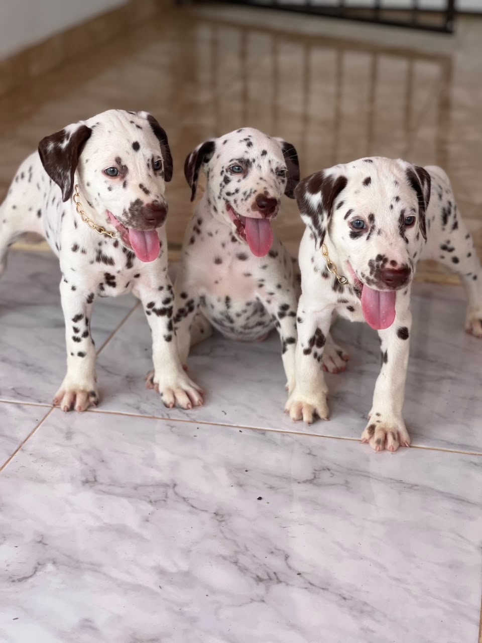 Dalmata Ambos Sexos  Foto 7316564-1.jpg