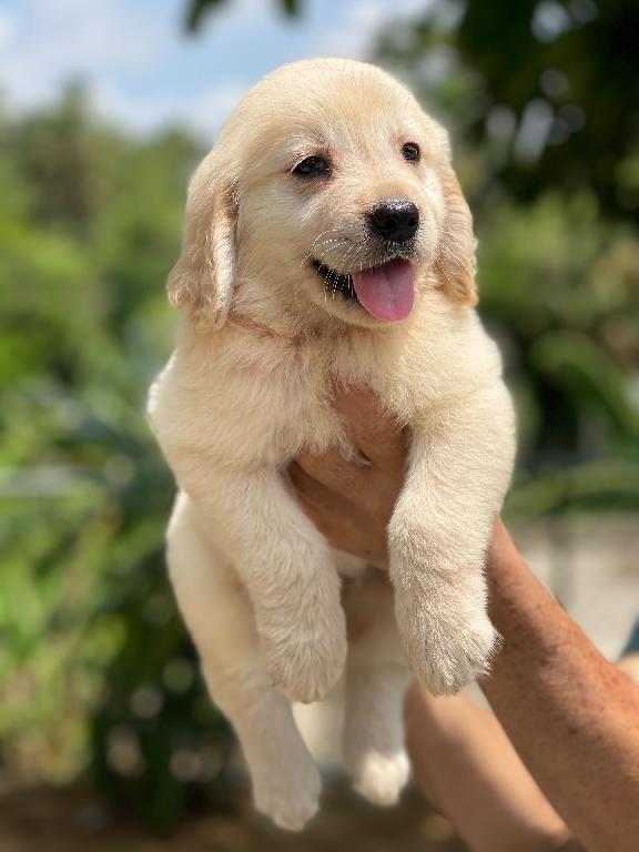 Golden Retriever Ambos Sexos  Foto 7316689-1.jpg