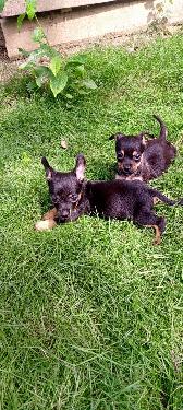 Chihuahua Ambos Sexos  Foto 7316702-1.jpg