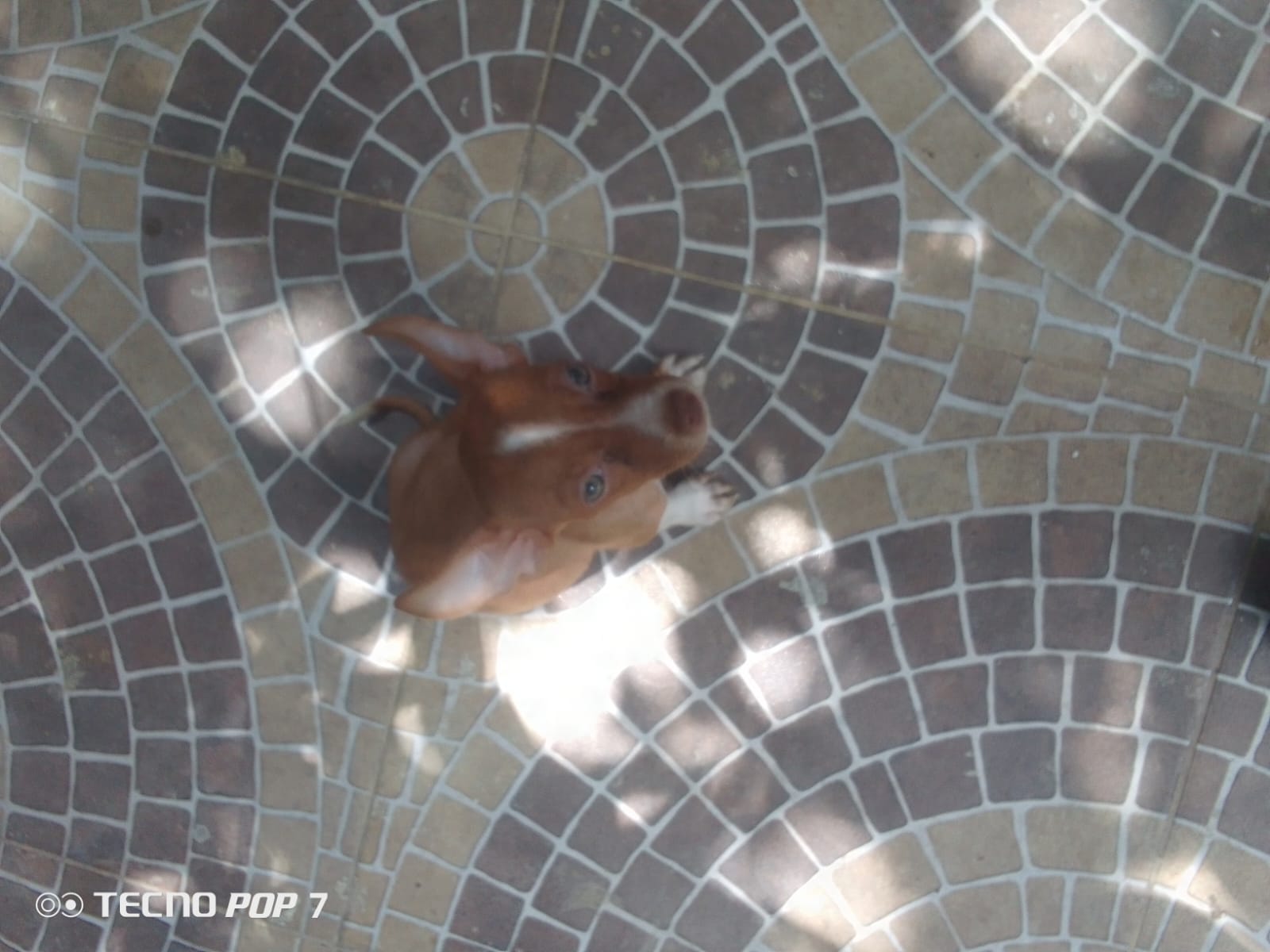 Hermoso cachorro de chihuahua Foto 7316768-2.jpg