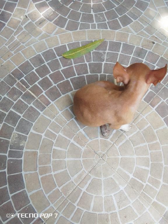 Hermoso cachorro de chihuahua macho Foto 7316815-1.jpg