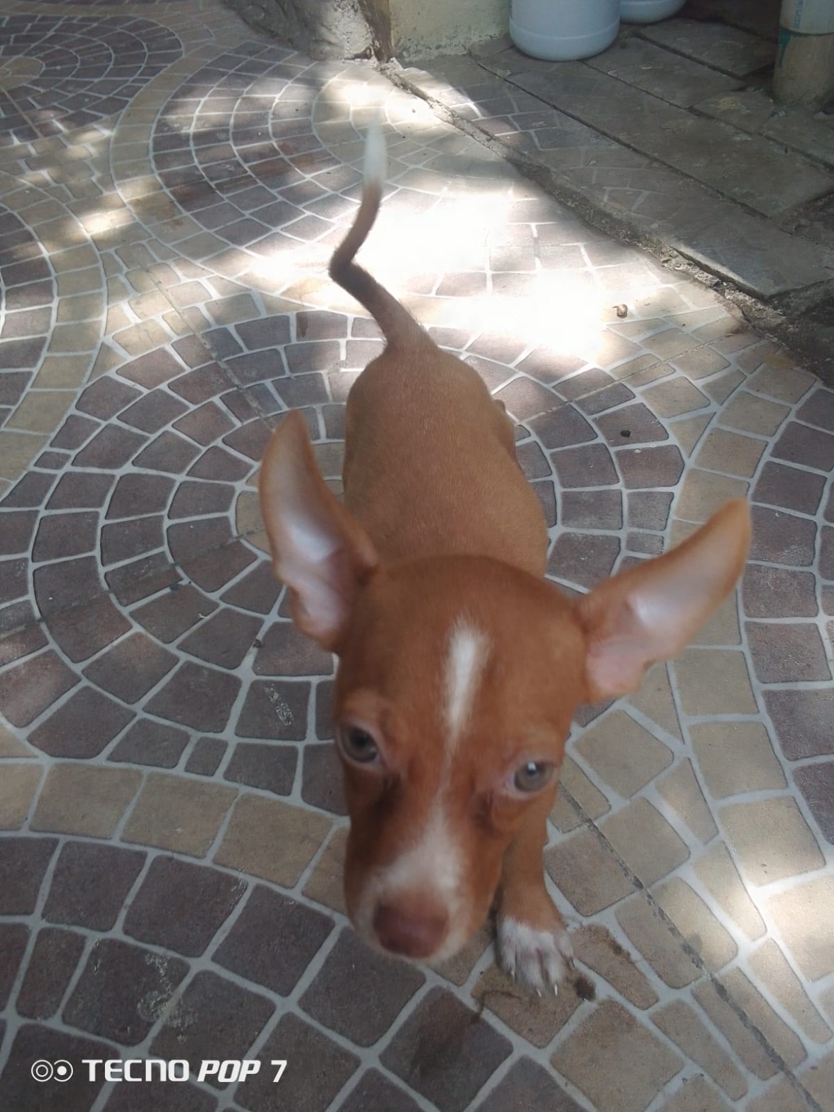 Hermoso cachorro de chihuahua macho Foto 7316815-3.jpg