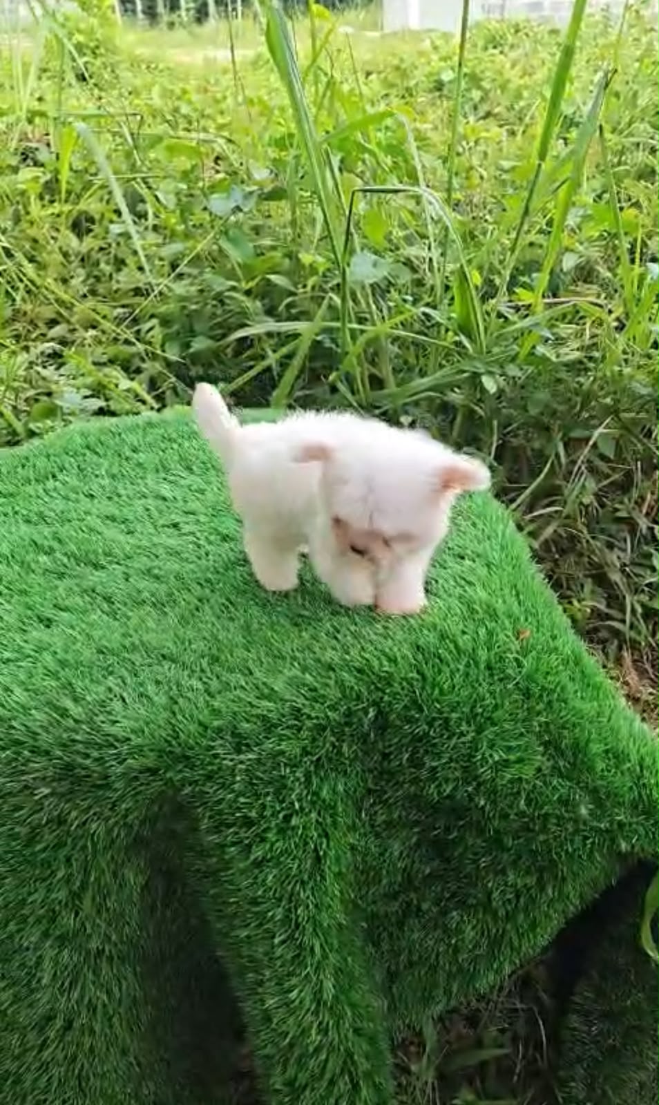 OFERTA CACHORRO MALTES HEMBRA EN SANTO DOMINGO Y VACUNADOS  Foto 7316847-2.jpg