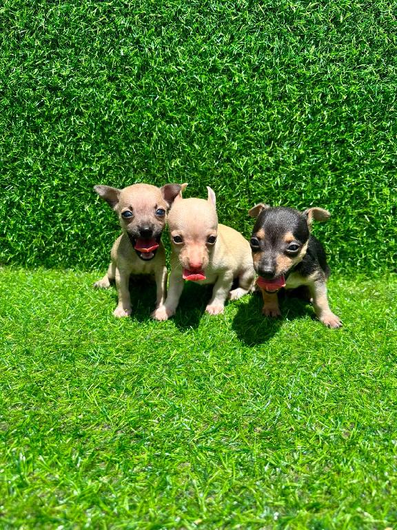OFERTA CACHORRO CHIHUAHUA AMBOS SEXO MACHO EN SANTO DOMINGO Y TIENE SU Foto 7317028-1.jpg