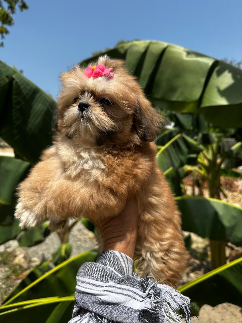 OFERTA CACHORRO SHIH TZU HEMBRA  EN SANTO DOMINGO Y VACUNADOS  Foto 7317333-2.jpg