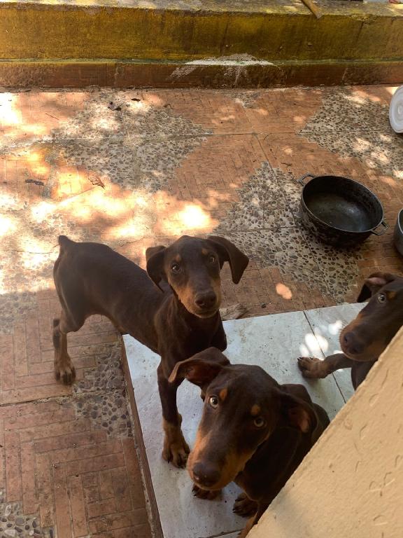 OFERTA CACHORRO DOBERMAN HEMBRA EN SANTO DOMINGO Y VACUNA AL DIA  Foto 7317336-1.jpg