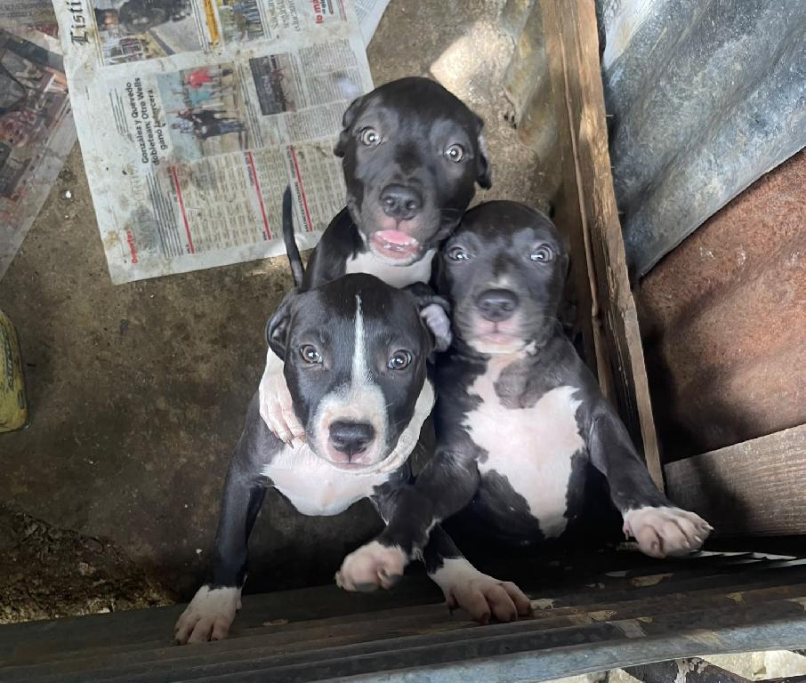 OFERTA CACHORRO PITBULL AMBOS SEXO EN SANTO DOMINGO Y VACUNA AL DIA  Foto 7317337-1.jpg