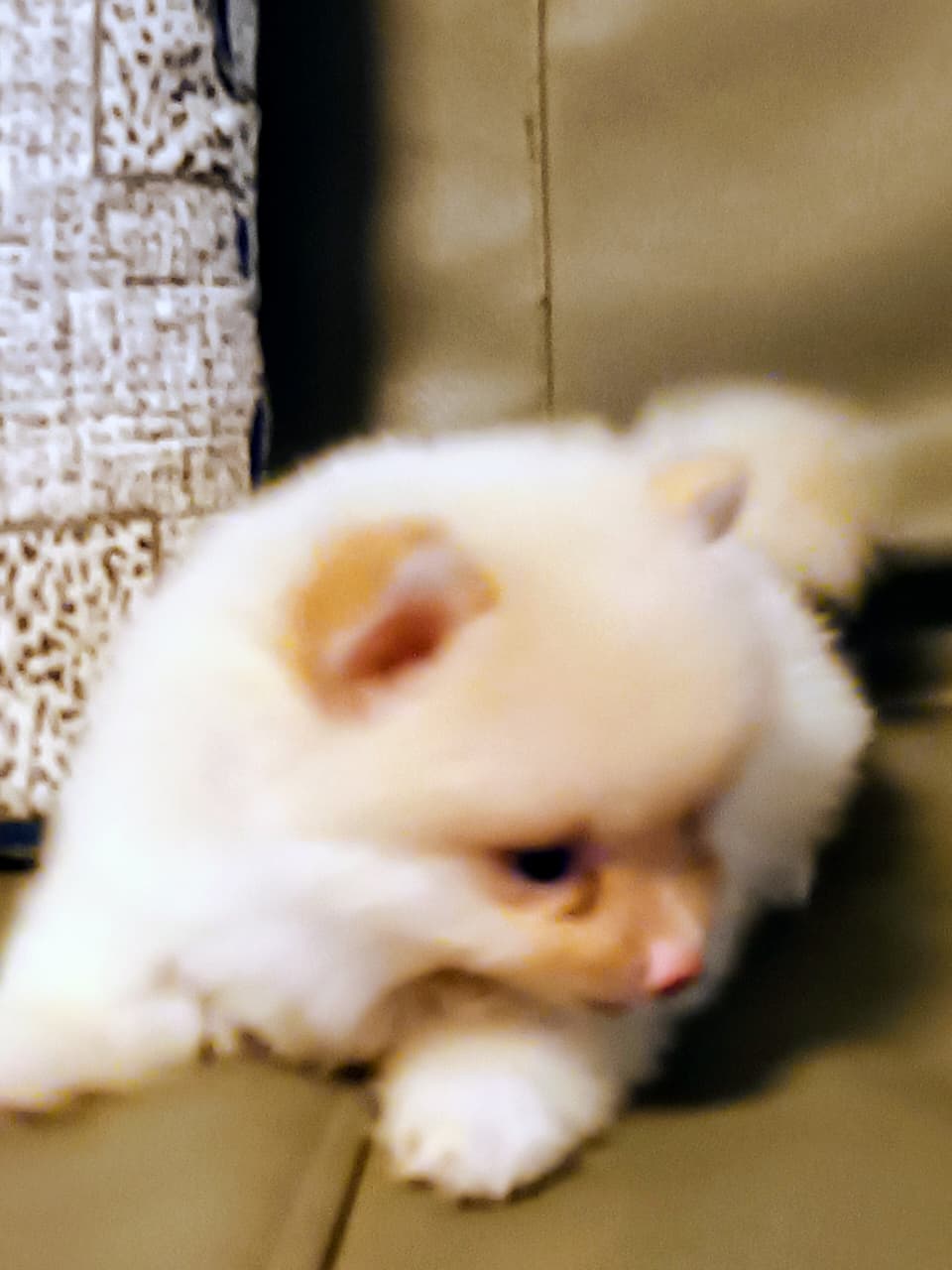 OFERTA CACHORRO POMERANIA HEMBRA EN SANTO DOMINGO Y VACUNADA Foto 7317338-1.jpg
