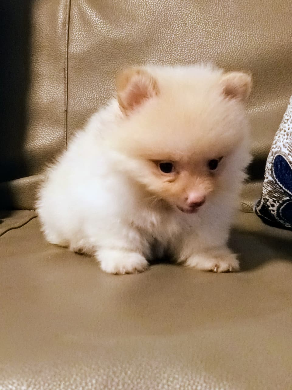 OFERTA CACHORRO POMERANIA HEMBRA EN SANTO DOMINGO Y VACUNADA Foto 7317338-3.jpg
