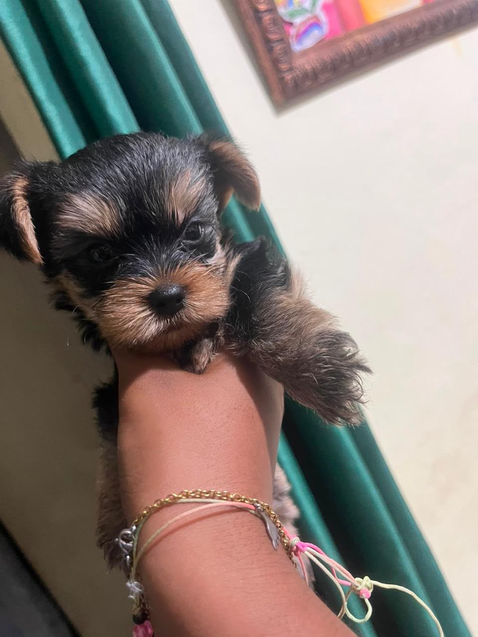 OFERTA CACHORRO YORKIE AMBOS SEXO UBICADA EN SANTO DOMINGO Y VACUNA AL Foto 7317474-1.jpg