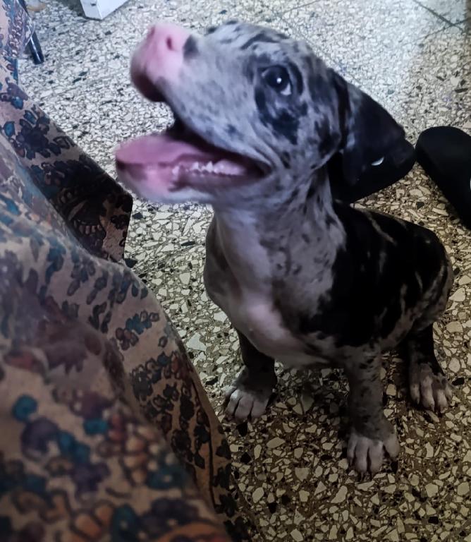 Pitbull Merle 3 meses en Santo Domingo Norte Foto 7317477-1.jpg