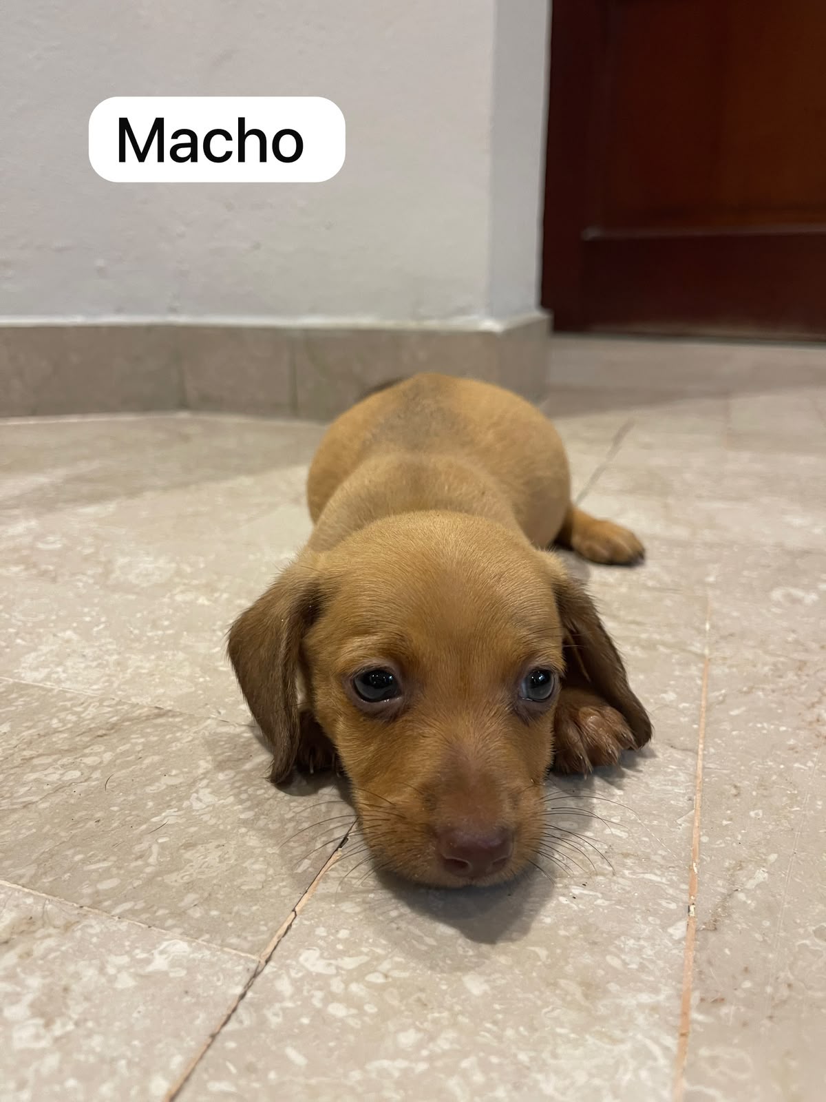 OFERTA CACHORRO SALCHICHA AMBOS SEXO EN SANTO DOMINGO SE ENTREGA VACUN Foto 7317498-1.jpg