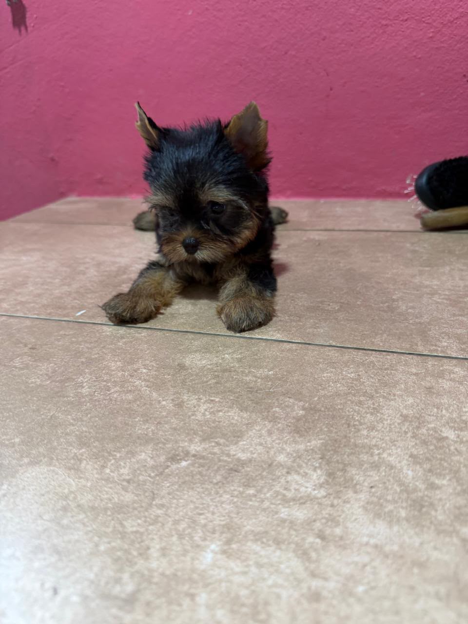OFERTA CACHORRO YORKIE HEMBRA EN SANTO DOMINGO Y VACUNA AL DIA  Foto 7317499-1.jpg