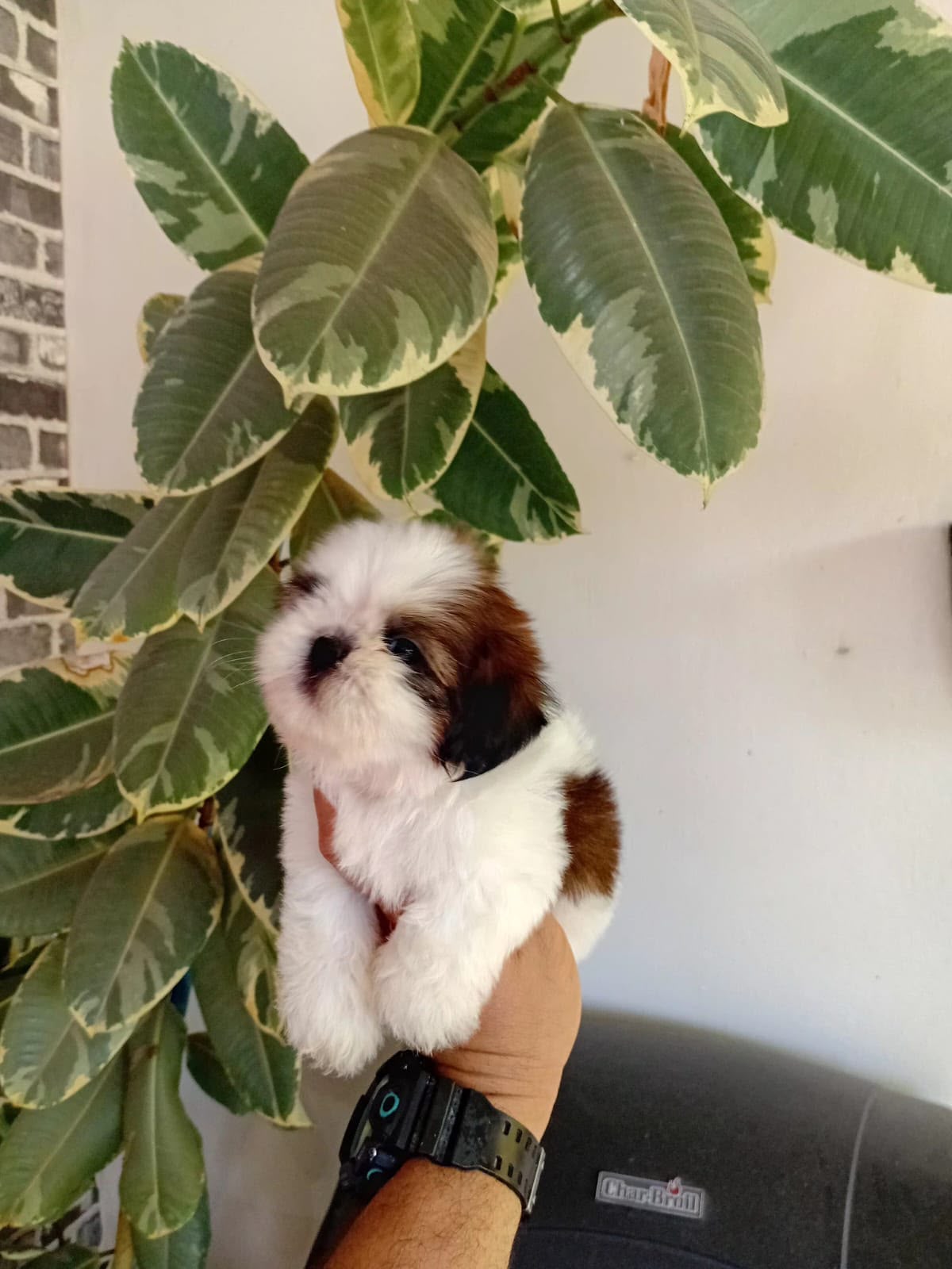 OFERTA CACHORRO SHIH TZU MACHO EN SANTO DOMINGO Y VACUNADOS  Foto 7317500-1.jpg