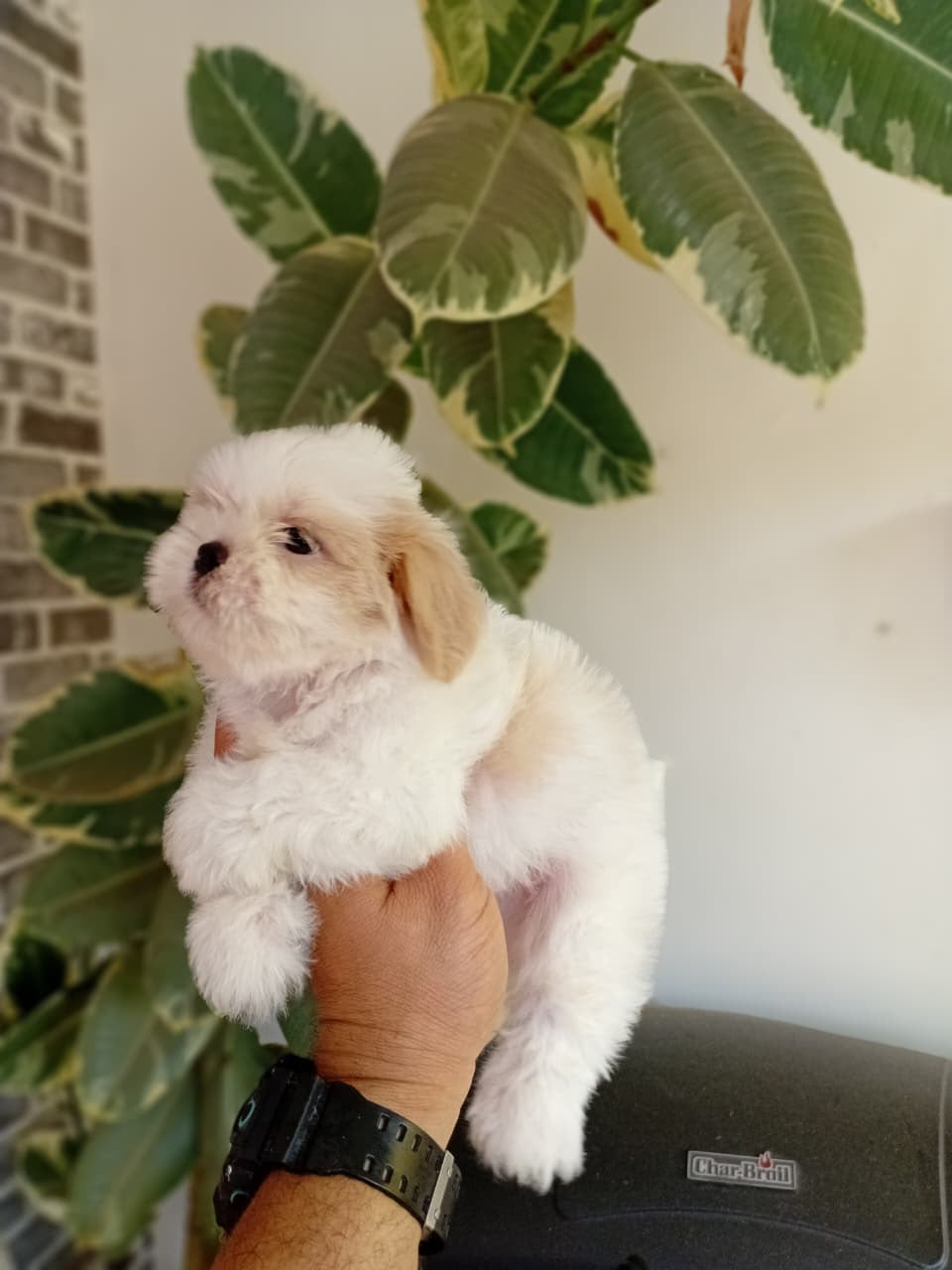 OFERTA CACHORRO SHIH TZU MACHO EN SANTO DOMINGO Y VACUNADOS  Foto 7317500-2.jpg