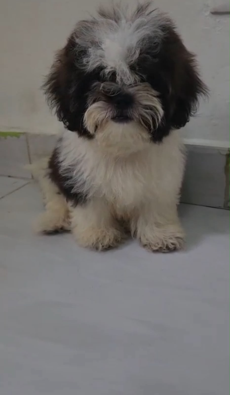 OFERTA CACHORRO SHIPOO MACHO EN SANTO DOMINGO Y VACUNA AL DIA  Foto 7317502-1.jpg