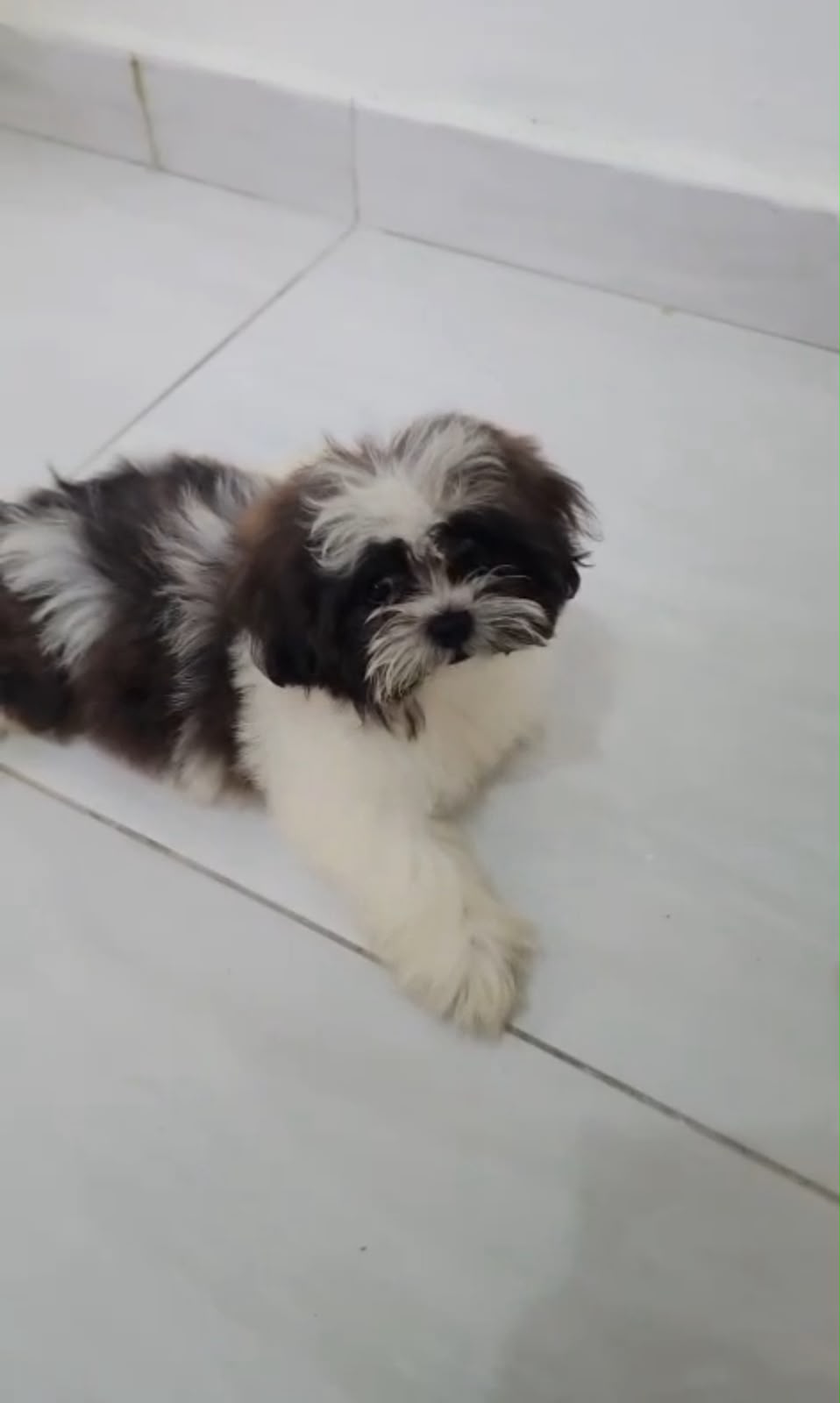 OFERTA CACHORRO SHIPOO HEMBRA EN SANTO DOMINGO Y VACUNA AL DIA  Foto 7317503-1.jpg