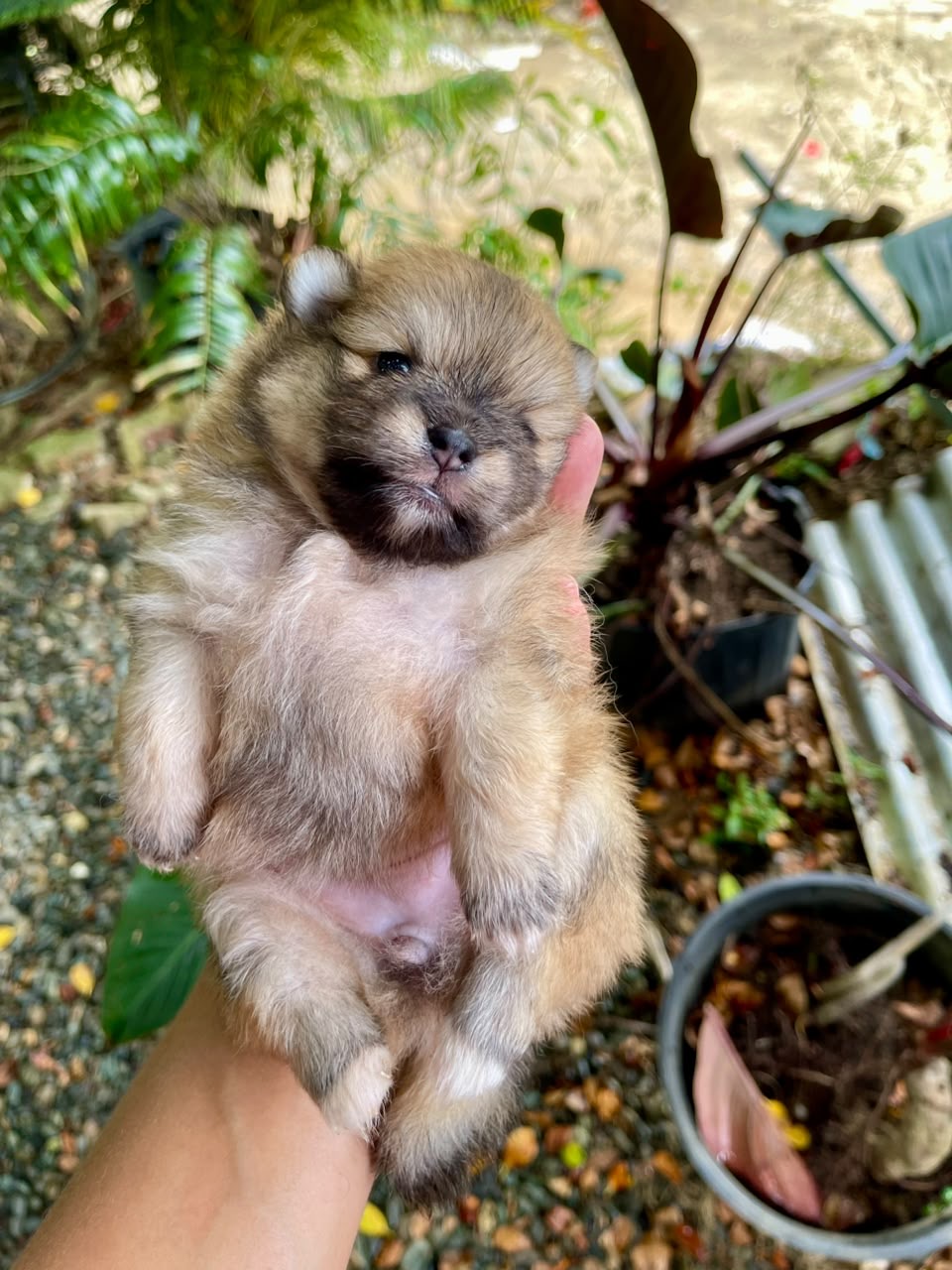Pomerania Hembras  Foto 7317609-5.jpg